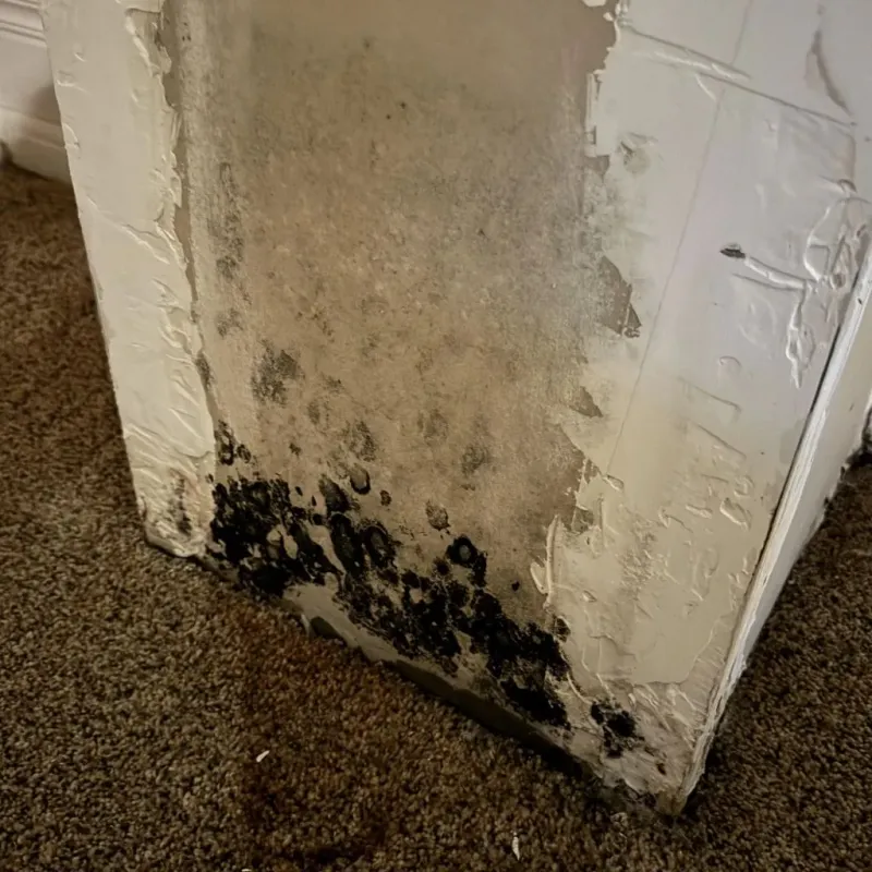 Professional Mold Removal in Columbia County, GA